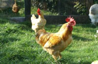 /album/azienda-agricola-lfour/piemontese-e-gallo-jpeg/